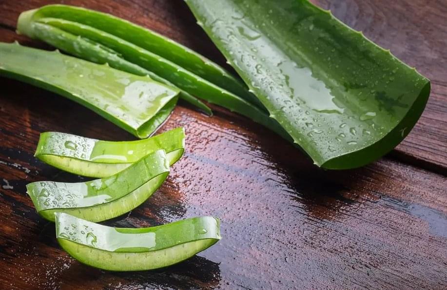 Aloe-Vera-1