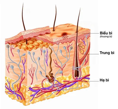 cấu trúc da, lớp thượng bì, Keratinocytes