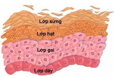 cấu trúc lớp thượng bì trên da, Keratinocytes