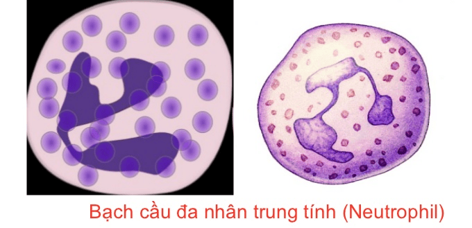 Langerhan, Melanocyte và Merkel, bạch cầu đa nhân trung tính