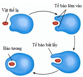 Langerhan, Melanocyte và Merkel, thực bào