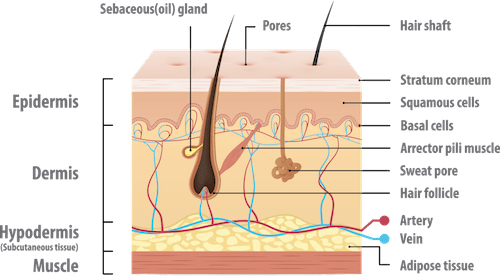 se khít lỗ chân lông, cách trị lỗ chân lông to