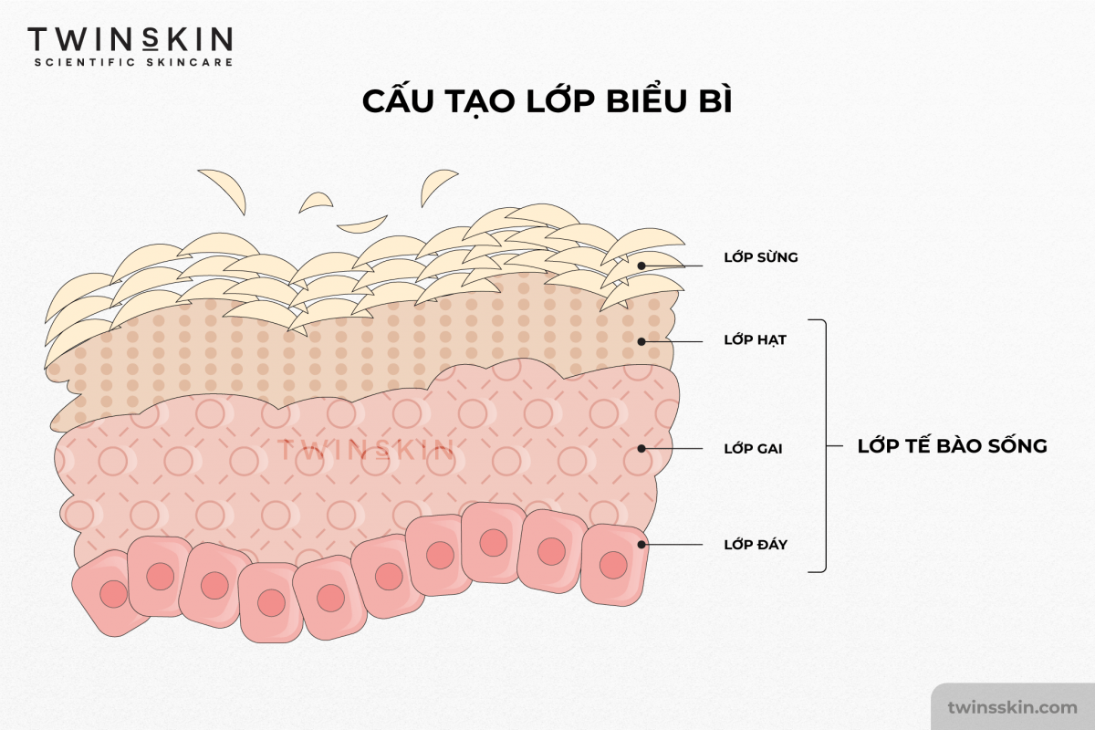 cấu tạo biểu bì twins skin