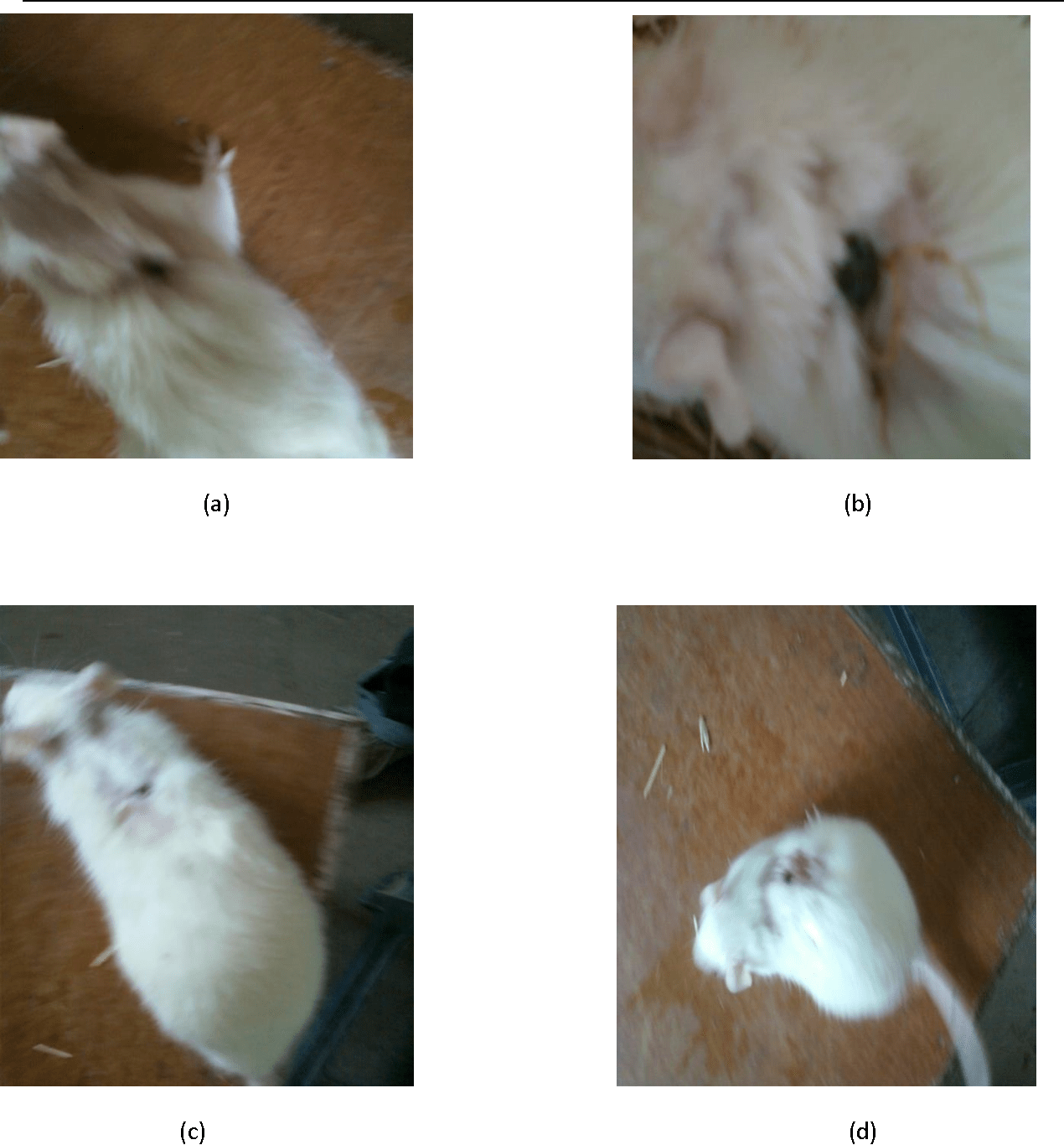thi-nghiem-cong-dung-ferulic-acid-chua-lanh-vet-thuong-tren-chuot