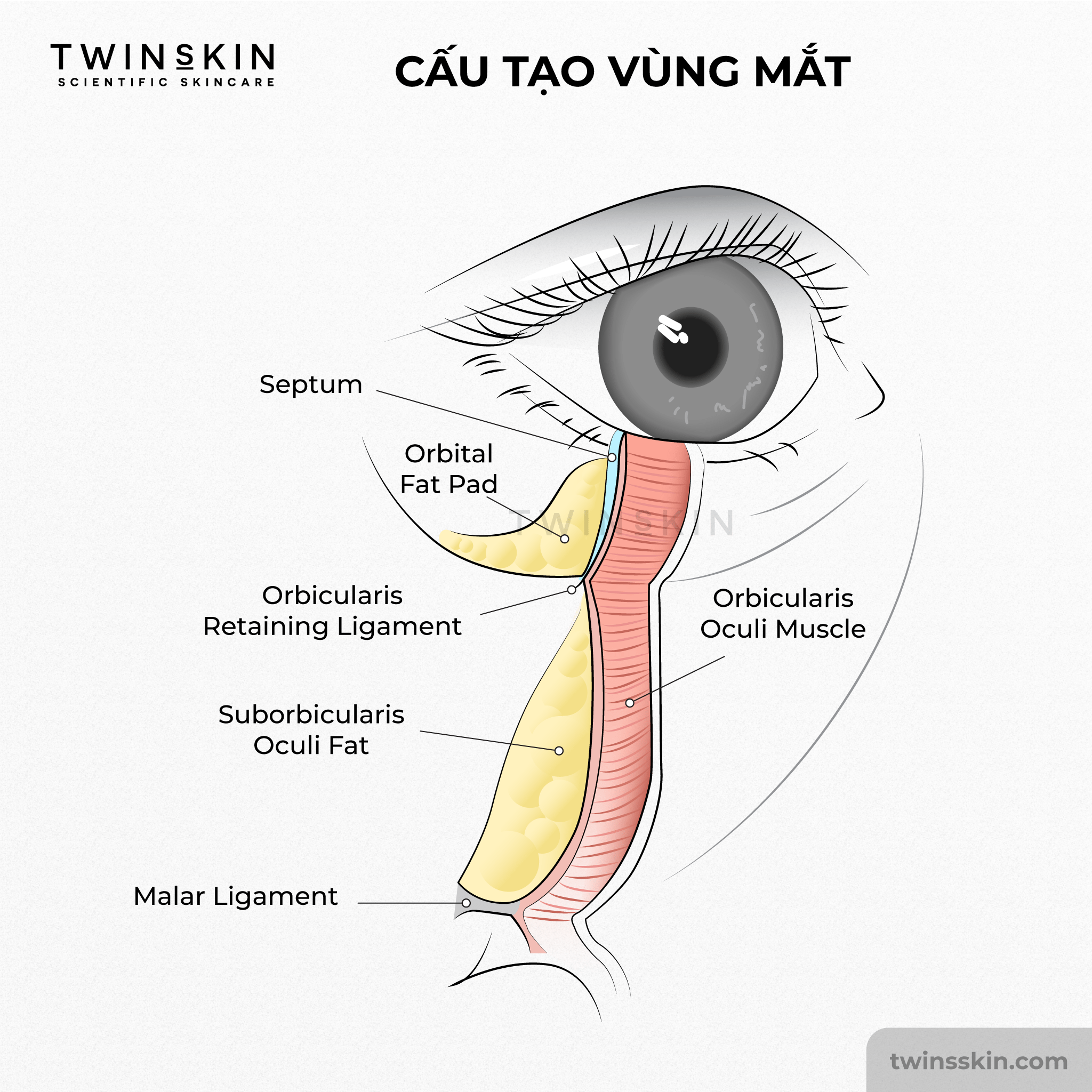 cấu tạo vùng mắt, trị quầng thâm mắt