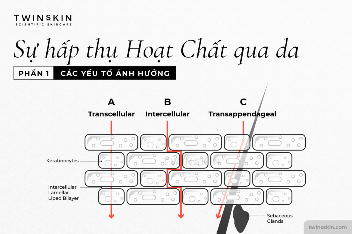 hấp thu hoạt chất qua da