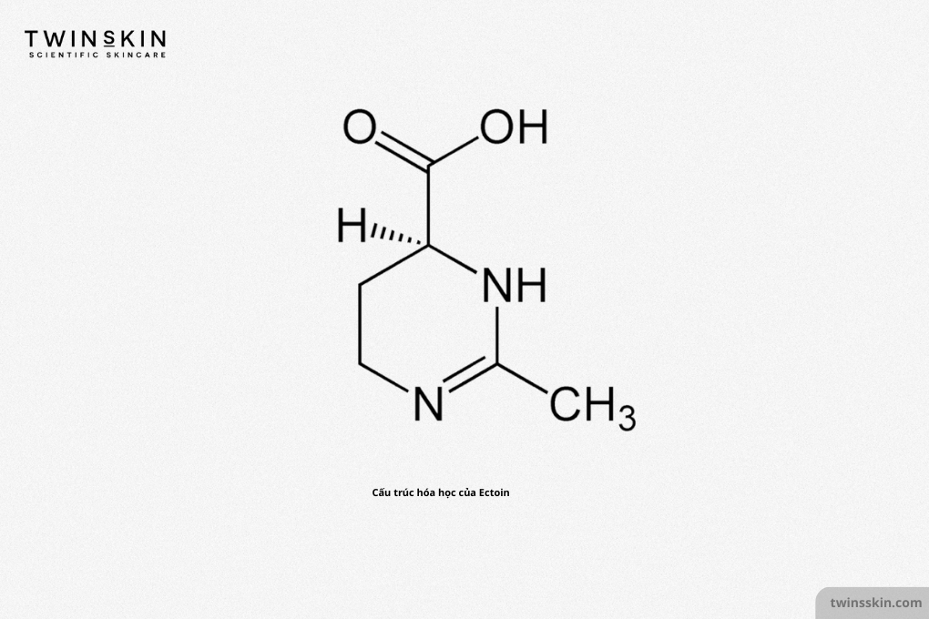 cau-truc-ectoin
