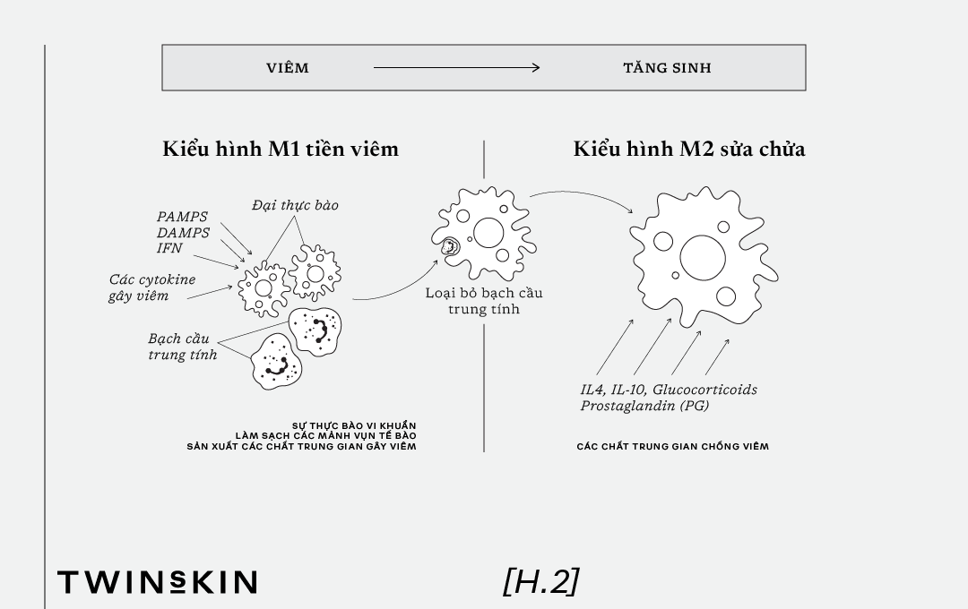 viem-sau-xam-lan-da-3