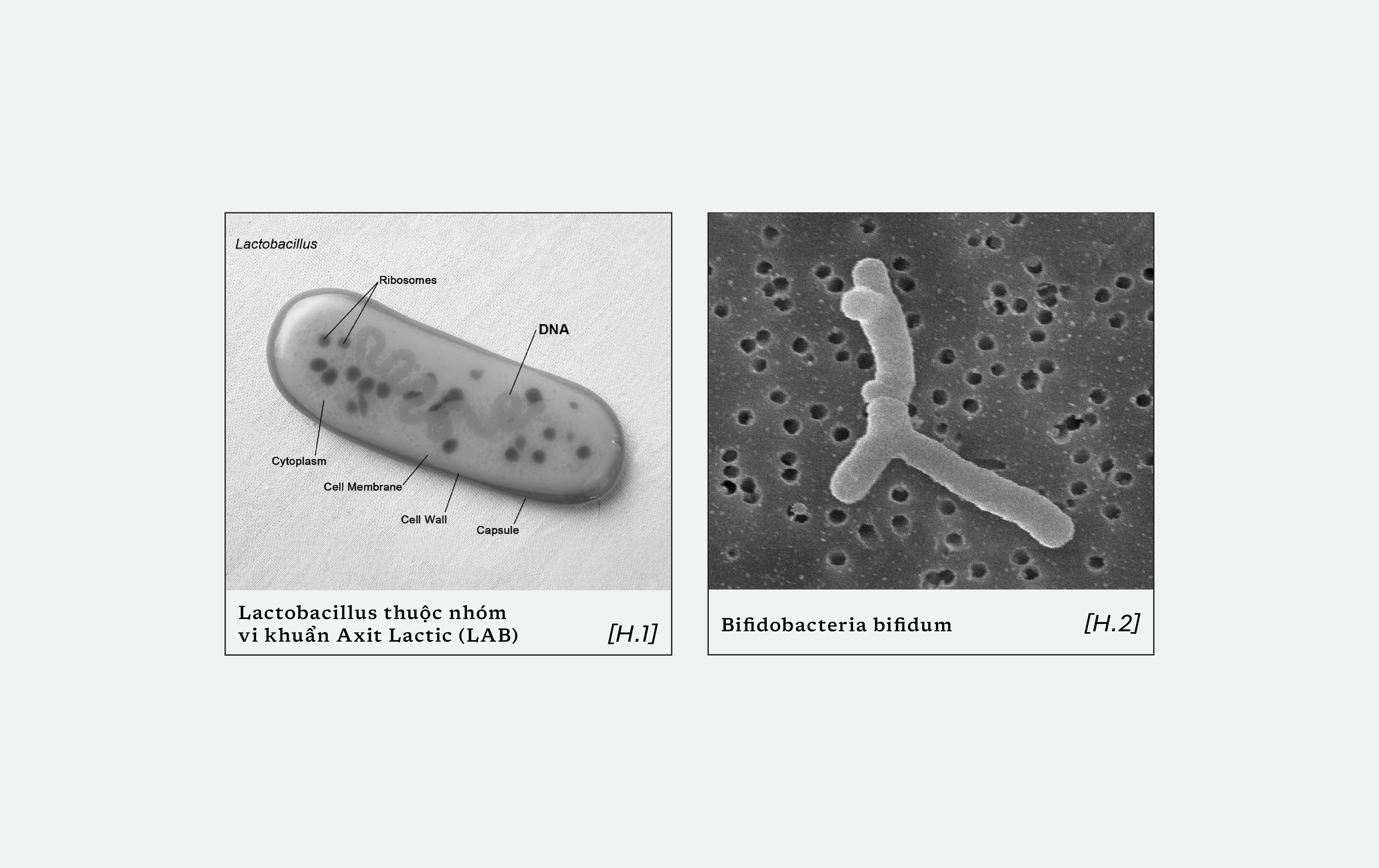 phan-loai-probiotics-1
