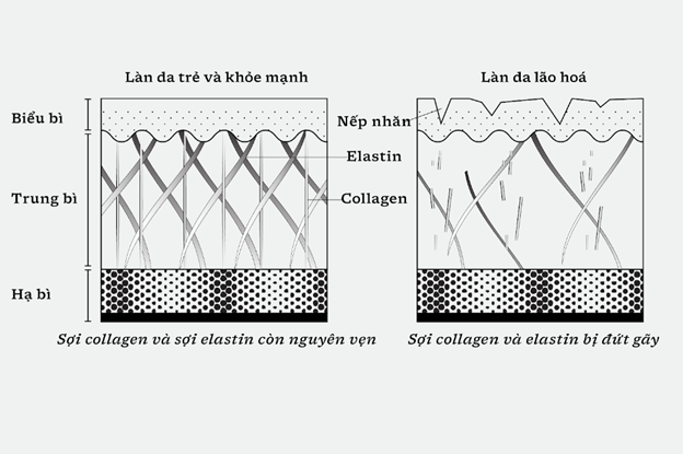 Cấu trúc khác nhau giữa một làn da trẻ và khỏe mạnh so với một làn da lão hóa.