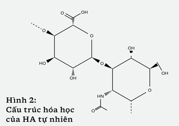 Cấu trúc hóa học của HA tự nhiên