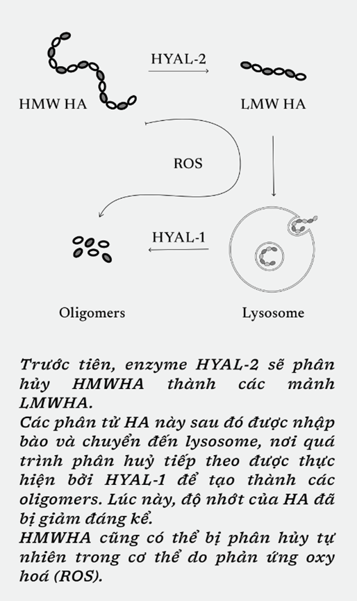 Sơ đồ biểu hiện quá trình phân huỷ HA