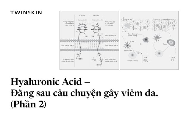 [PHẦN 2] Hyaluronic Acid (HA) - Đằng Sau Câu Chuyện Gây Viêm Da