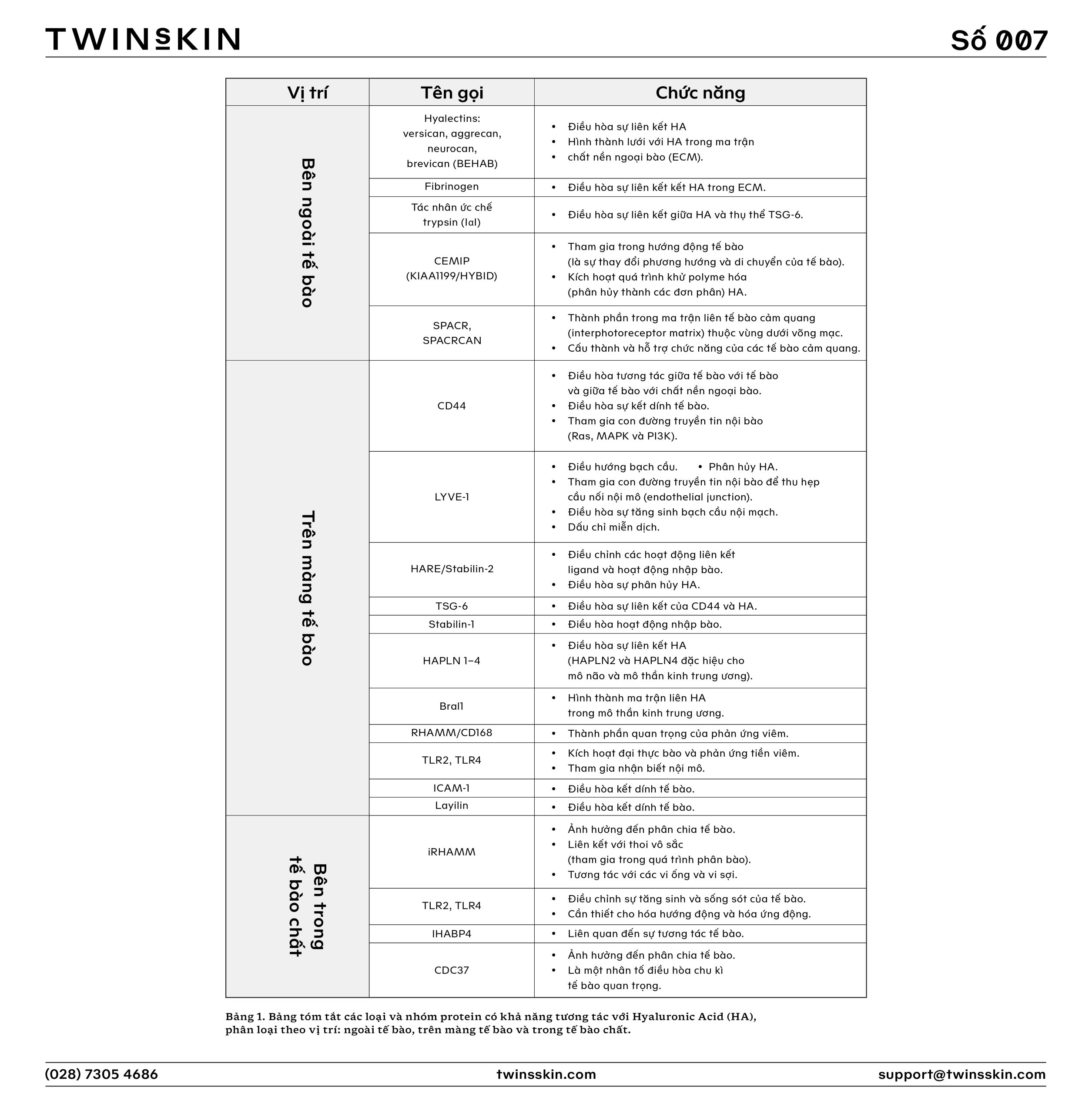 Bảng tóm tắt các loại và nhóm protein có khả năng tương tác với Hyaluronic Acid (HA), phân loại theo vị trí: ngoài tế bào, trên màng tế bào và trong tế bào chất.