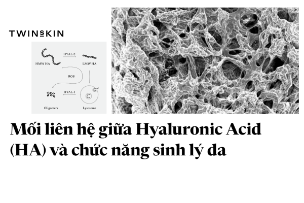 Mối liên hệ giữa HA (Hyaluronic Acid) và chức năng sinh lý da