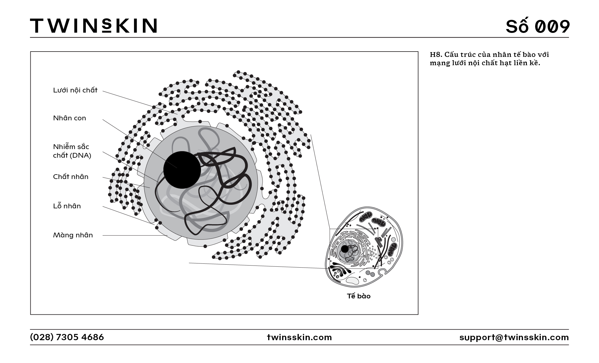 Phục hồi da từ gốc: Bản chất của một l&agrave;n da &ldquo;n&aacute;t&rdquo; ở cấp độ tế b&agrave;o