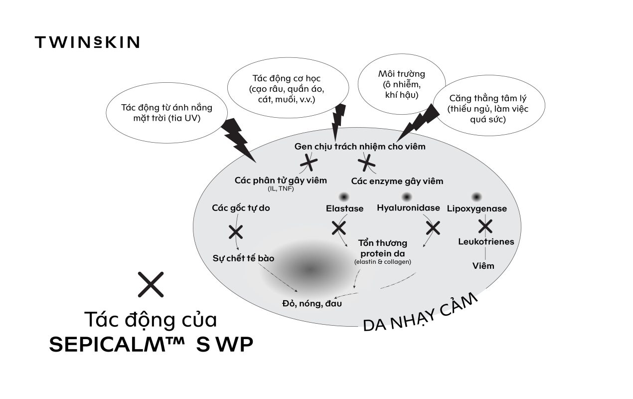 SEPICALM™ S WP: CÔNG NGHỆ BIOVECTOR - HƯỚNG ĐÍCH SINH HỌC, ỔN ĐỊNH TẾ BÀO, PHỤC HỒI DA TỪ GỐC