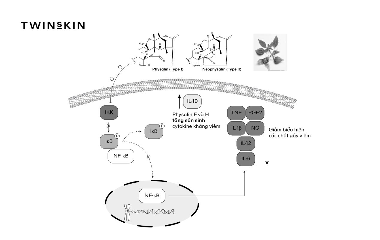 Physavie - Chiết xuất cây Tầm Bóp