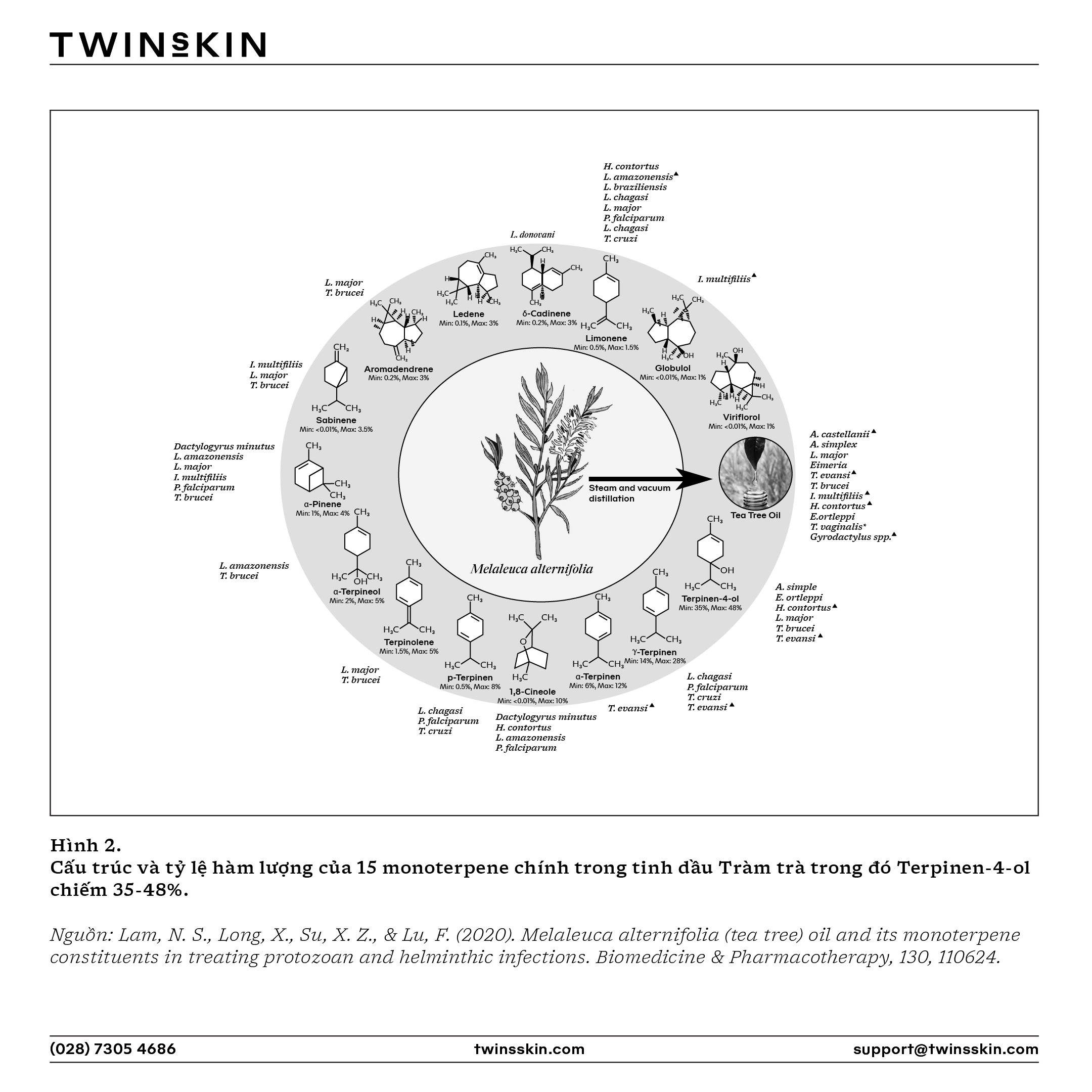 Terpinen-4-ol - Hoạt chất giảm khuẩn, nấm v&agrave; hỗ trợ giảm vi&ecirc;m, ngừa "mụn kh&aacute;ng kh&aacute;ng sinh"
