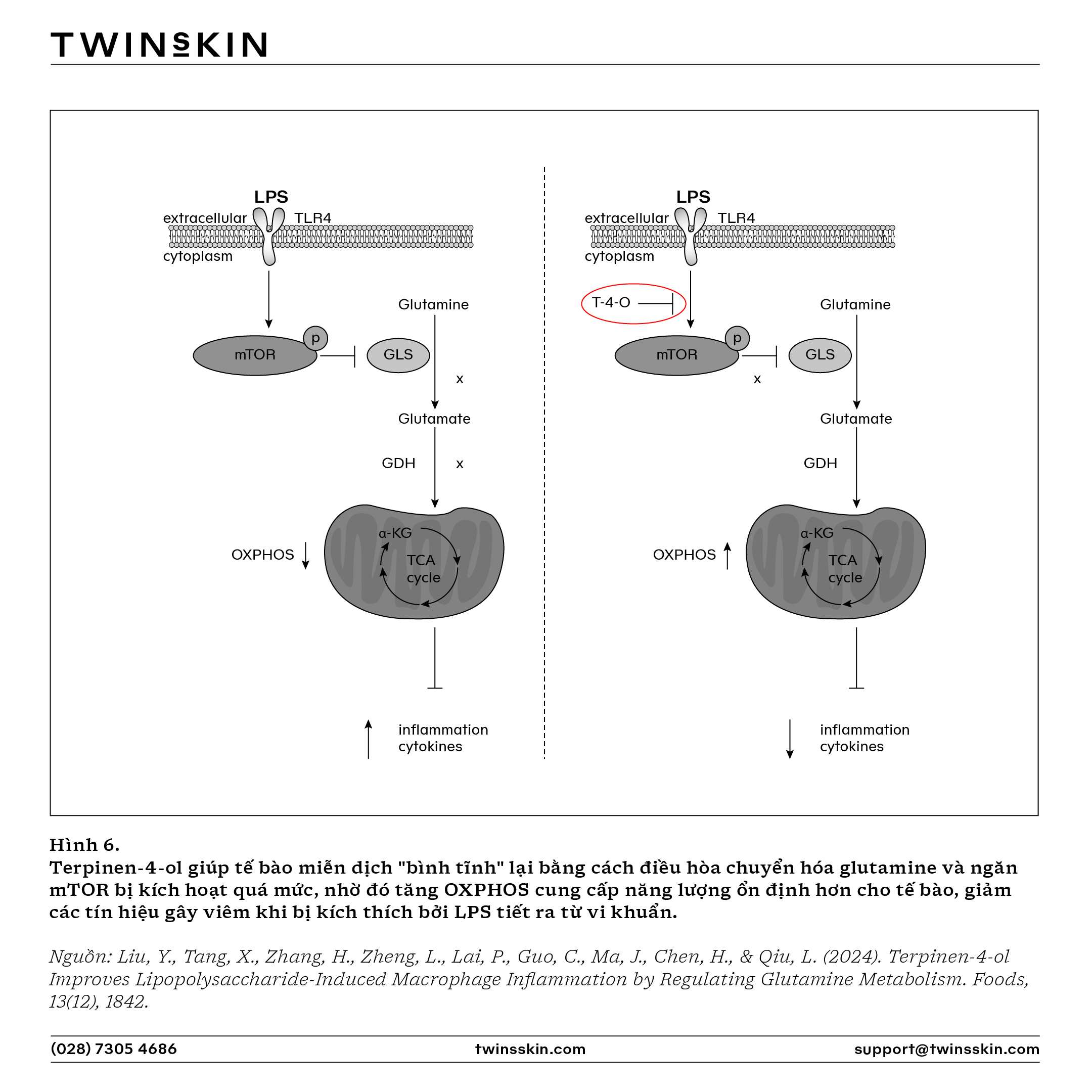 Terpinen-4-ol - Hoạt chất giảm khuẩn, nấm v&agrave; hỗ trợ giảm vi&ecirc;m, ngừa "mụn kh&aacute;ng kh&aacute;ng sinh"