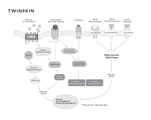 Hệ thống tín hiệu sinh nám