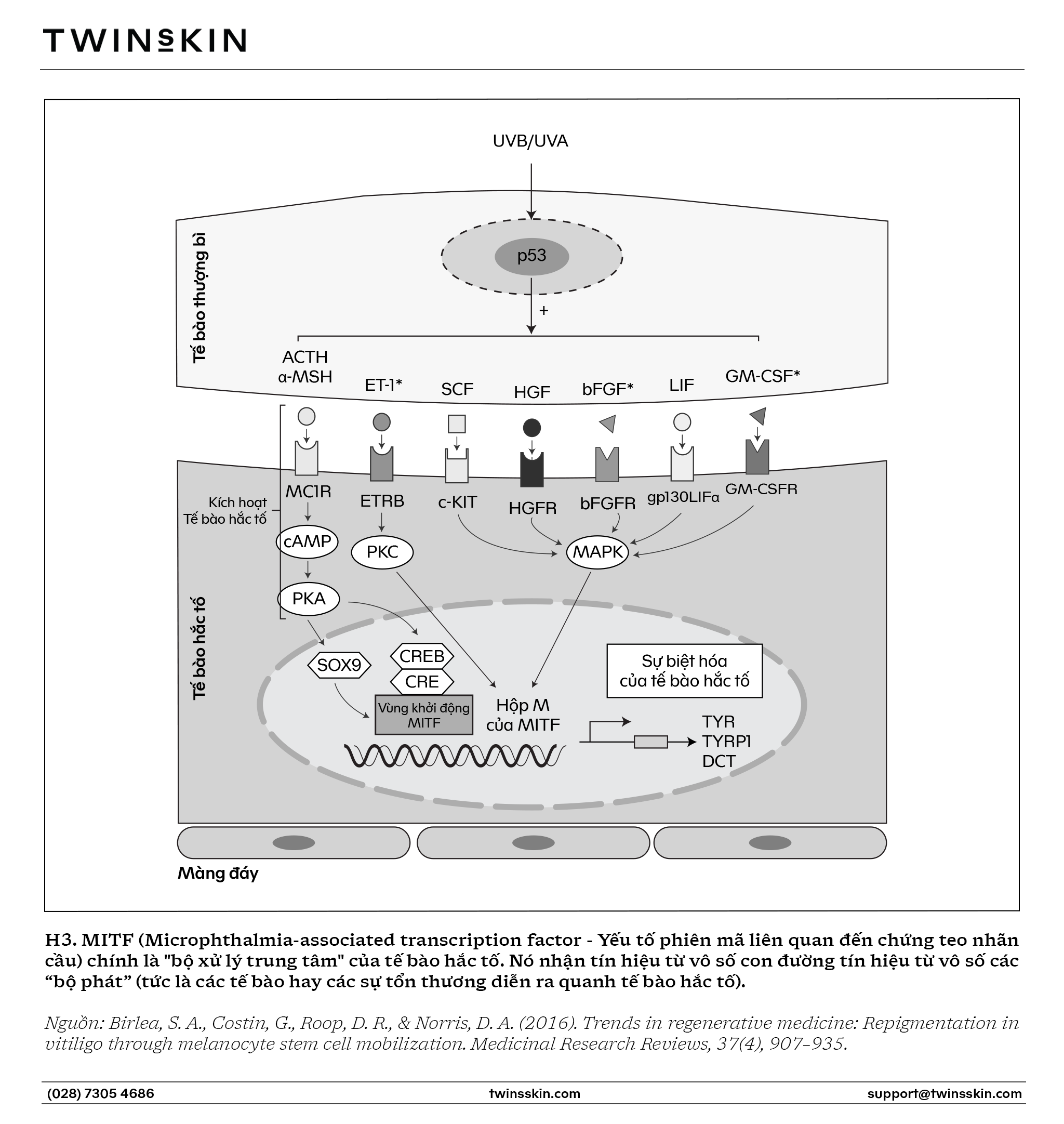 Hệ thống enzyme kích thích sinh nám